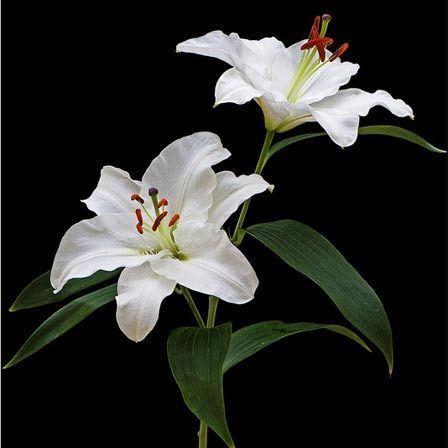 Professional floral arrangement in modern corporate setting